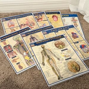 Anatomy Educational Charts Set - Human Body Systems